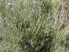 Orites acicularis