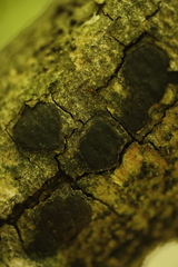 Biscogniauxia marginata