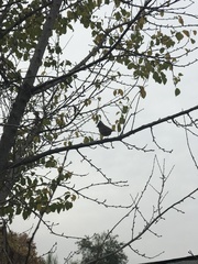 Zonotrichia capensis chilensis