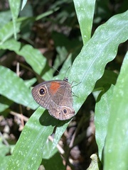 Calisto obscura