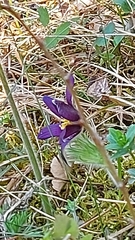 Pulsatilla montana