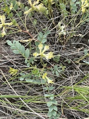Astragalus beckwithii
