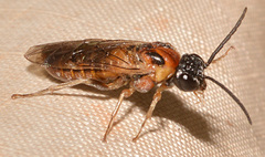 Craterocercus fraternalis