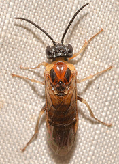 Craterocercus fraternalis