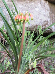 Clivia gardenii