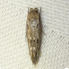Mompha brevivittella