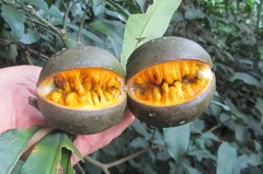 Tabernaemontana ventricosa