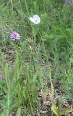 Papaver albiflorum