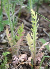 Papaver albiflorum