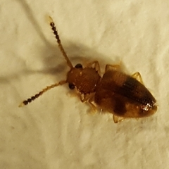 Psammoecus