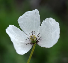 Papaver albiflorum