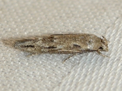 Mompha brevivittella