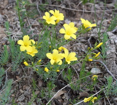Linum pallasianum