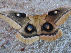 Antheraea oculea