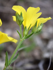 Linum pallasianum