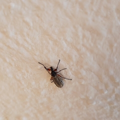 Bibio pomonae