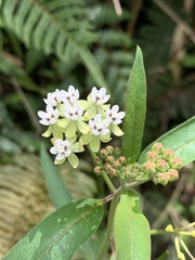 Asclepias nivea