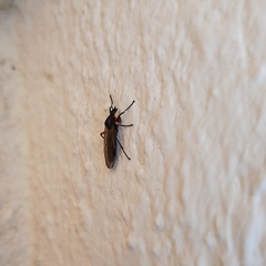 Bibio pomonae