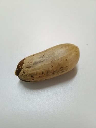 Gnetum leyboldii observed 2022-05-12