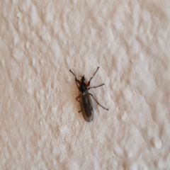 Bibio pomonae