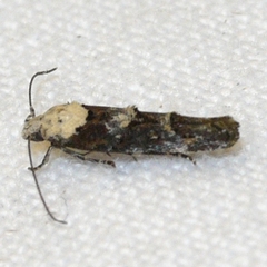 Mompha murtfeldtella