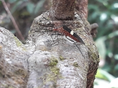 Hypselonotus subterpunctatus