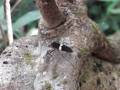 Hypselonotus subterpunctatus