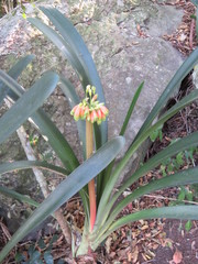 Clivia gardenii