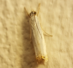 Microcrambon paphiellus