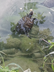 Trachemys scripta elegans