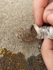 Hemorrhois ravergieri