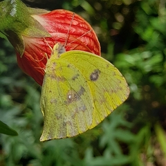 Phoebis neocypris neocypris
