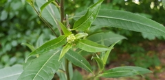 Angiospermae