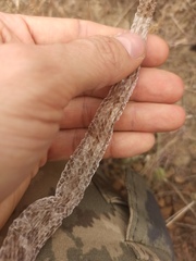 Hemorrhois ravergieri