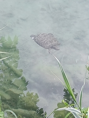 Trachemys scripta elegans