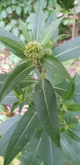 Angiospermae