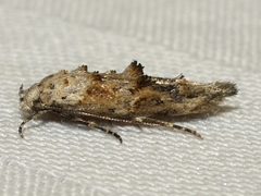 Mompha stellella