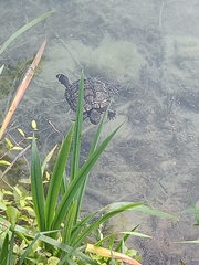 Trachemys scripta elegans