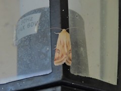 Heliothis scutuligera