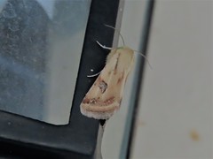 Heliothis scutuligera