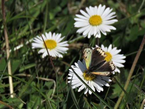 Small copper
