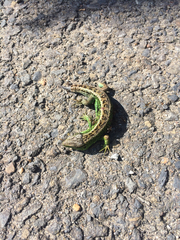Lacerta agilis