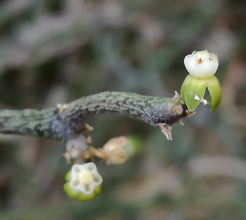 Cynanchum gerrardii