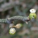 Warty Caustic Vine - Photo (c) Adriaan Grobler, some rights reserved (CC BY-NC), uploaded by Adriaan Grobler