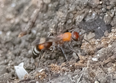 Psorthaspis legata