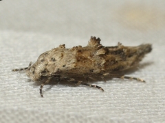 Mompha stellella