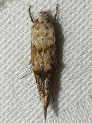 Mompha stellella
