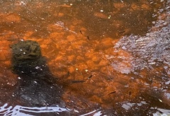 Micropterus floridanus