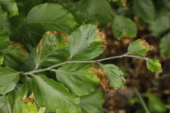 Orchestes fagi