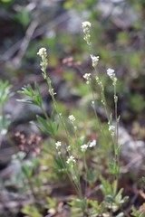 Draba lanceolata